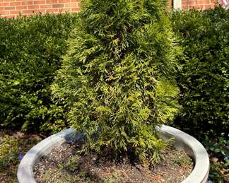 Large potted arborvitae