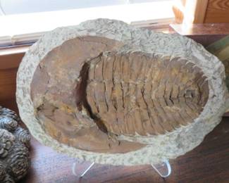 Trilobite Fossil