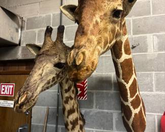 Giraffe Mounts from African Safari, circa 1952