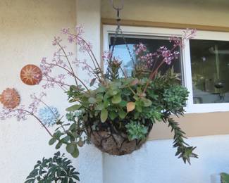 Hanging baskets of succulents.