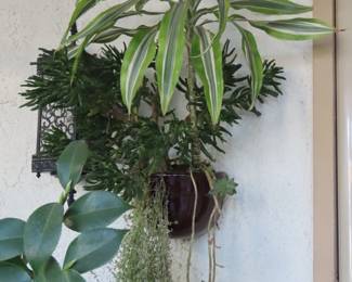 Wall planters of succulents.