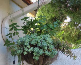 Hanging baskets of succulents.