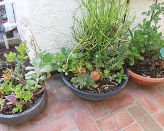 Bowls of succulents.