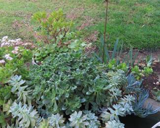 Succulents and garden decor.