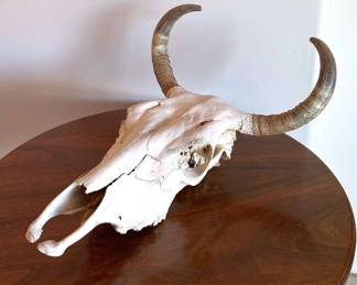 Bleached Cow Skull