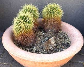 TriCacti in Cement Garden Pot