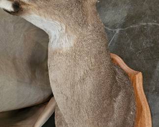 DEER MOUNT