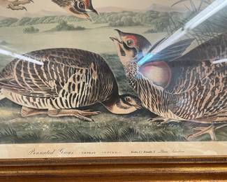 Antique Framed JJ Audubon No: 38  Pinnated Grous 1834 R Havell  