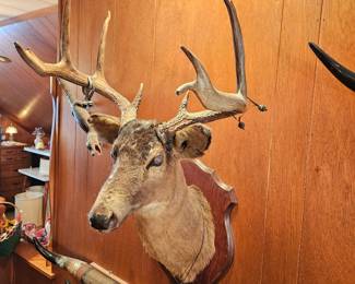 Vtg Wall Mount Taxidermy 8 Point Buck!
