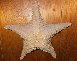 Vtg Dried StarFish!
