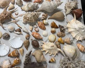 vintage seashells decor collection