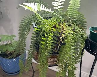 plants (boston fern)