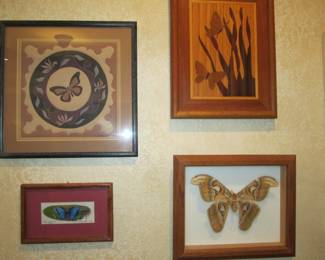 Shadow Box Frame of Attacus Atlas Moth