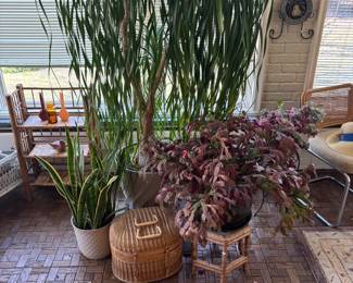Plants, Rugs, Baskets, Plant Stands, mature ponytail palm,
