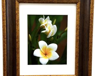 Framed Plumeria Print Wall Art