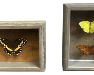Real Framed Butterfly Specimens