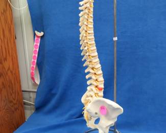 Lot 326. Anatomical Spine model formerly used in trial for illustrative purposes by a well-known local retired personal injury attorney.