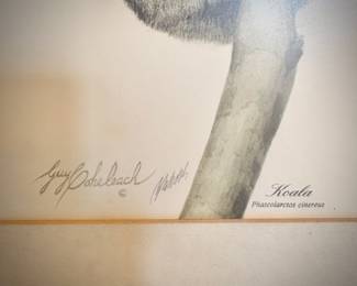 Guy Coheleach "Koala" print