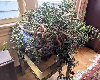 Large jade plant
