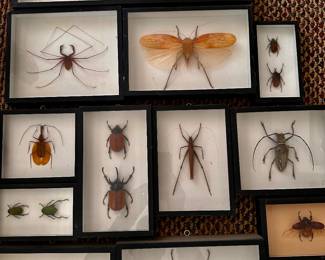 Exotic Bugs from around the World