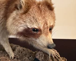 Taxidermy Raccoon