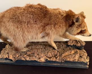 Taxidermy Raccoon