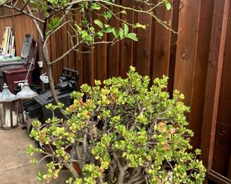 Large Potted Jade Plant and Potted Lemon Tree