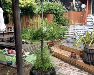 Large Potted Broadleaf Palm