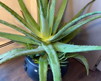 Plants