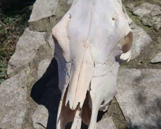 Cow skull