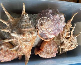 Seashells