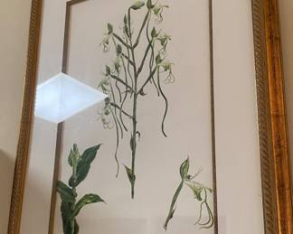 Sue Gould-Musgrave Signed Botanic Print