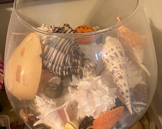 Assorted Seashells