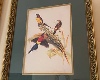 "Mrs. Gould's Sunbird" Framed Print