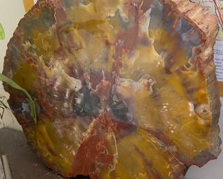 Polished Slab of Petrified Wood
