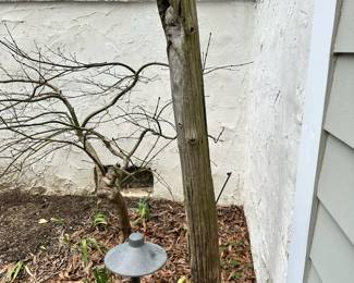 F141 - $75. Man in the Cedar Tree Sculpture 