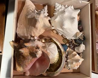 Shells