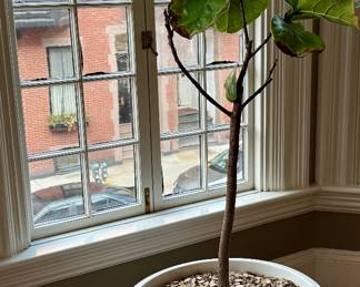 Fiddle Leaf Fig