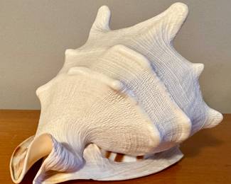 Queen Conch Shell