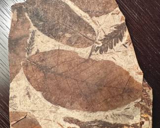 Beech Fossil (B.C., Canada)