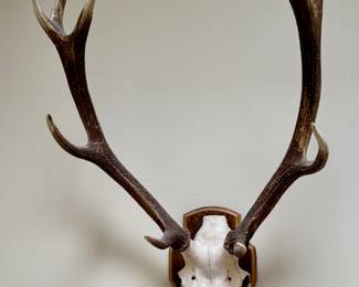 Elk Antlers