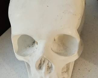 Plaster Skull.