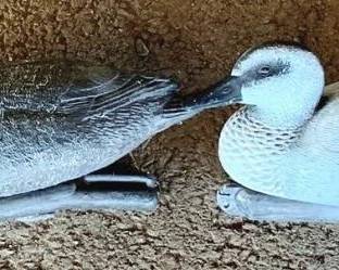 177 - 2 Plastic Duck Decoys - 12" Long
