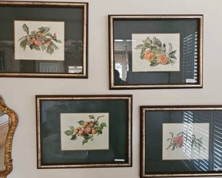 Framed botanicals