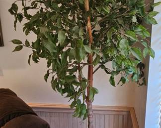 Artificial ficus tree