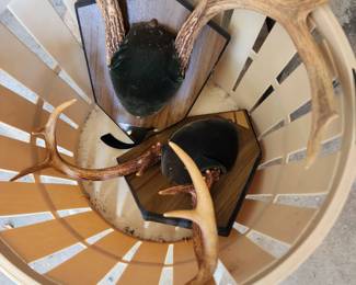 Mounted deer antlers