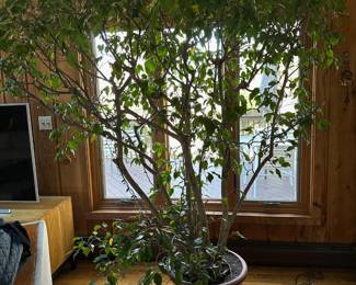 Large, Very Large Plant