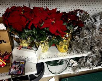 CHRISTMAS POINTSETTAS