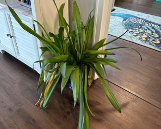 Large Snake Plant