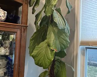 Huge Roughly 8-9 ft Tall Fiddle Leaf Fig 